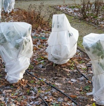 Укрытие растений на зиму Укрытие растений на зиму