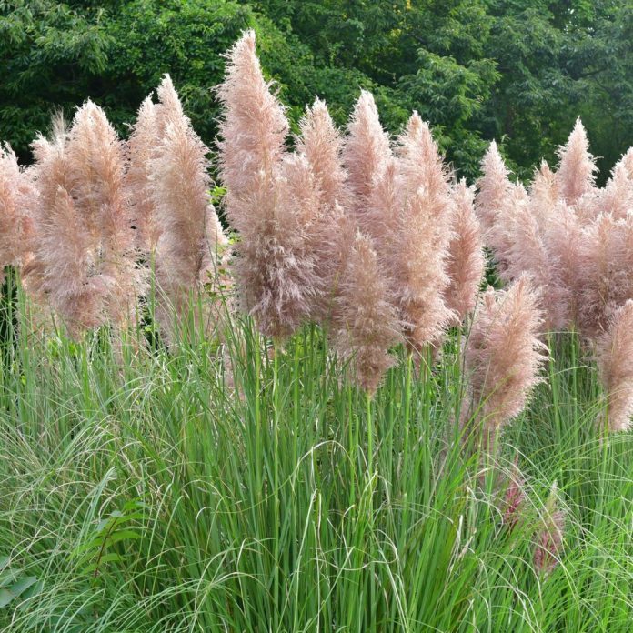 Пампасная трава "Gold Band" (Cortaderia selloana)