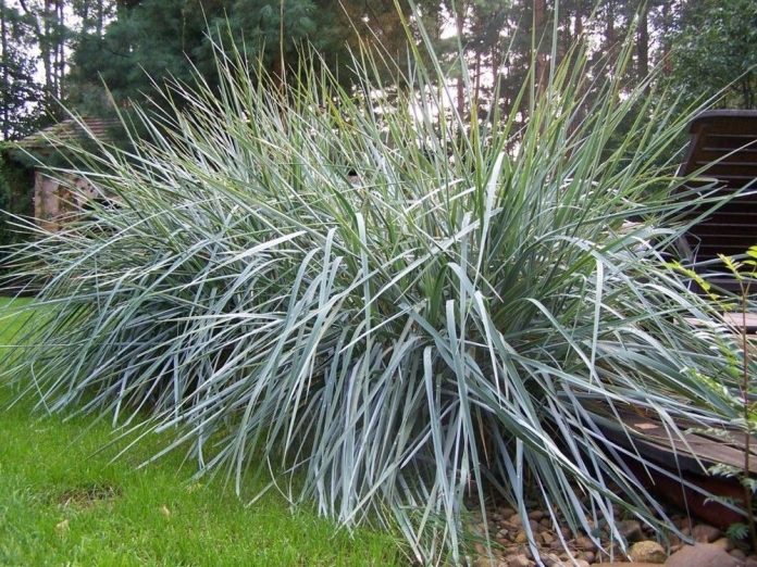 Giant Wildrye "Canyon Prince" (Leymus condensatus)