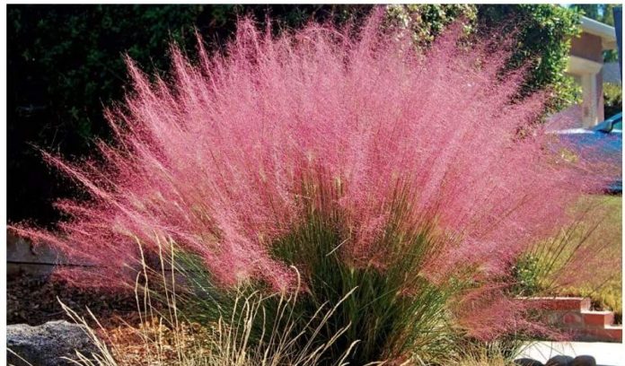 Мулине Линдгеймера (Muhlenbergia lindheimeri)