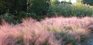 Muhlenbergia lindheimeri