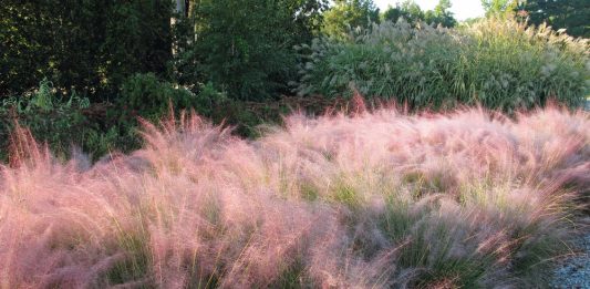 Нетоксичные и декоративные травы Muhlenbergia lindheimeri