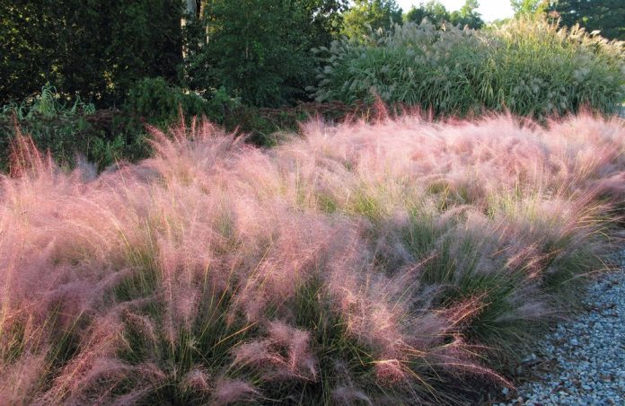 Muhlenbergia lindheimeri