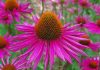 Эхинацея пурпурная (Echinacea purpurea)