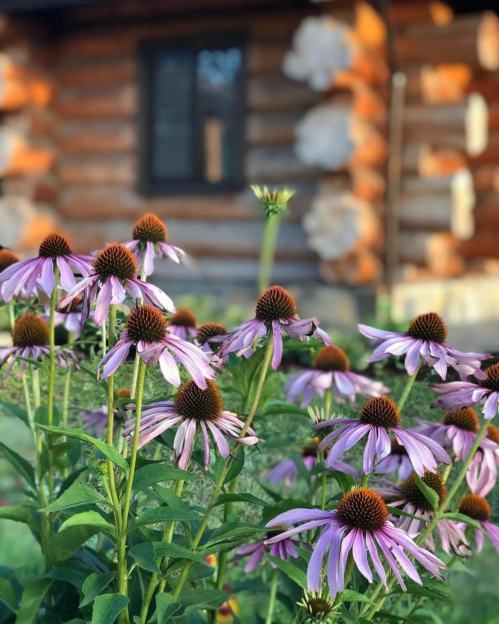 Эхинацея пурпурная (Echinacea purpurea)