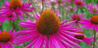 Эхинацея пурпурная (Echinacea purpurea)