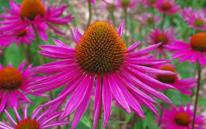 Эхинацея пурпурная (Echinacea purpurea)