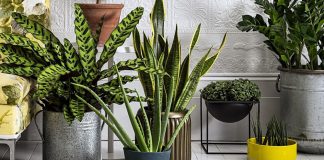 Растения в домашнем интерьере